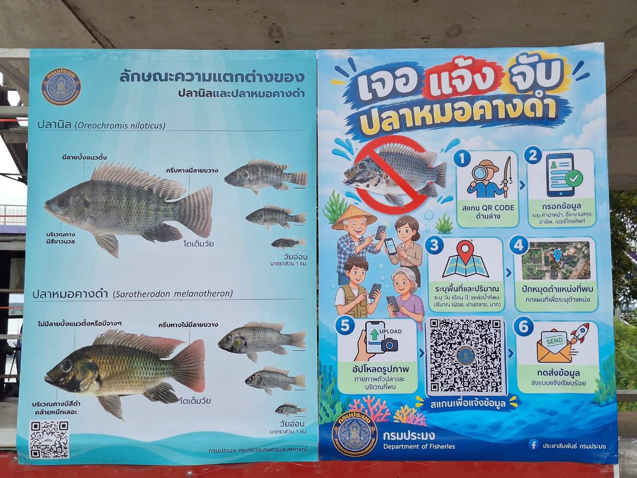 title - รมช.กษ. ลงพื้นที่ติดตามสถานการณ์ปลาหมอคางดำในเขื่อนลำปาว จังหวัดกาฬสินธุ์ 